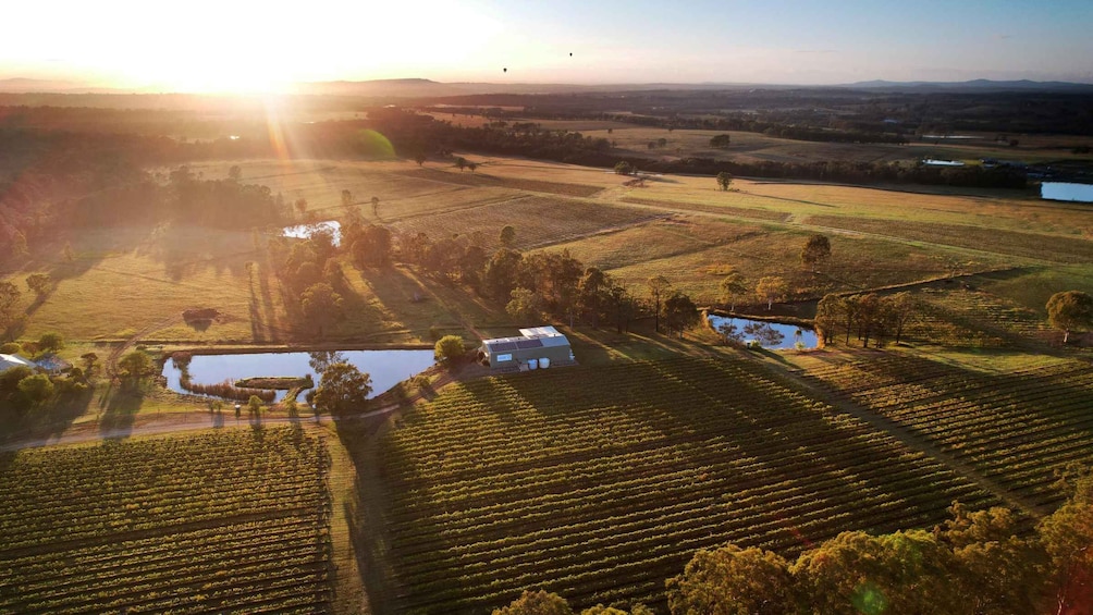 An aerial view of a vineyard with rows of grapevines, a small building, and a pond. 5