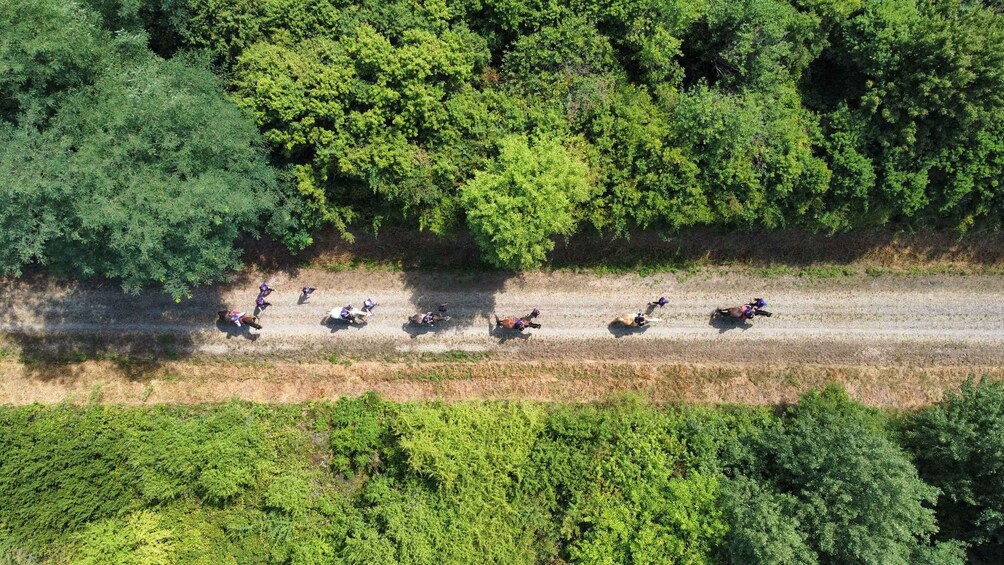 Picture 2 for Activity Toronto: Guided Horseback Trail Ride in the Countryside 4