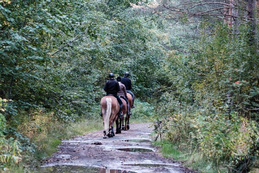 Picture 5 for Activity Peille: Experienced Riders Mountain Trail Horseback Ride 2
