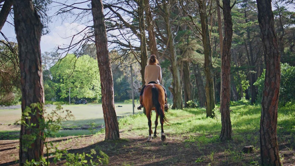 A person riding a horse through a forested area with trees and a path. 3