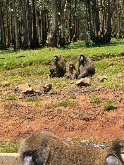 Picture 8 for Activity Addis Ababa: Entoto Forest Hike & Wild Hyena Experience 2