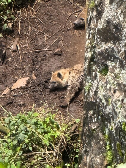 Picture 2 for Activity Addis Ababa: Wild Hyenas, Forest Hike & Sunset Experience 2