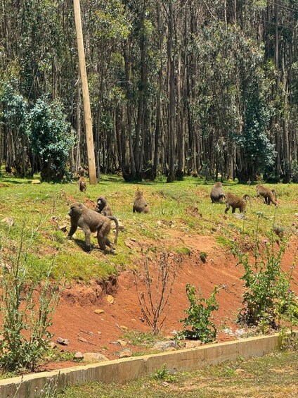 Picture 1 for Activity Addis Ababa: Entoto Forest Hike & Wild Hyena Experience 4