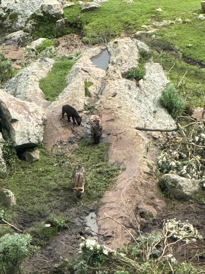 Picture 13 for Activity Addis Ababa: Wild Hyenas, Forest Hike & Sunset Experience 4