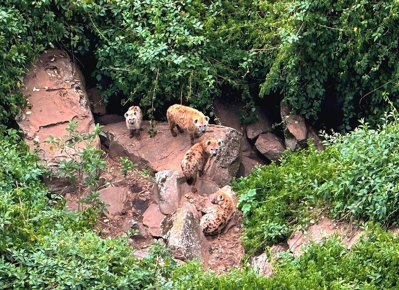 A group of hyenas in a rocky enclosure surrounded by dense greenery. 1