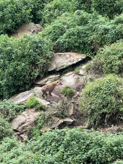 Picture 8 for Activity Addis Ababa: Wild Hyenas, Forest Hike & Sunset Experience 5