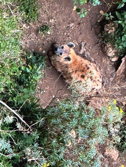 A hyena lying in a dirt hole surrounded by greenery. 5
