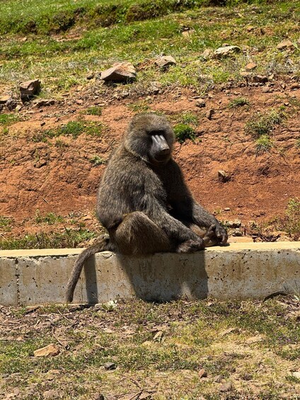 Picture 12 for Activity Addis Ababa: Entoto Forest Hike & Wild Hyena Experience 3