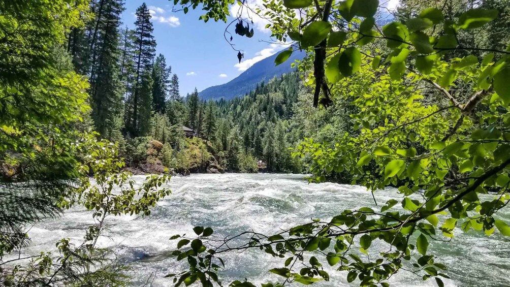 A river flowing through a forest with tall trees and a mountain in the background. 5