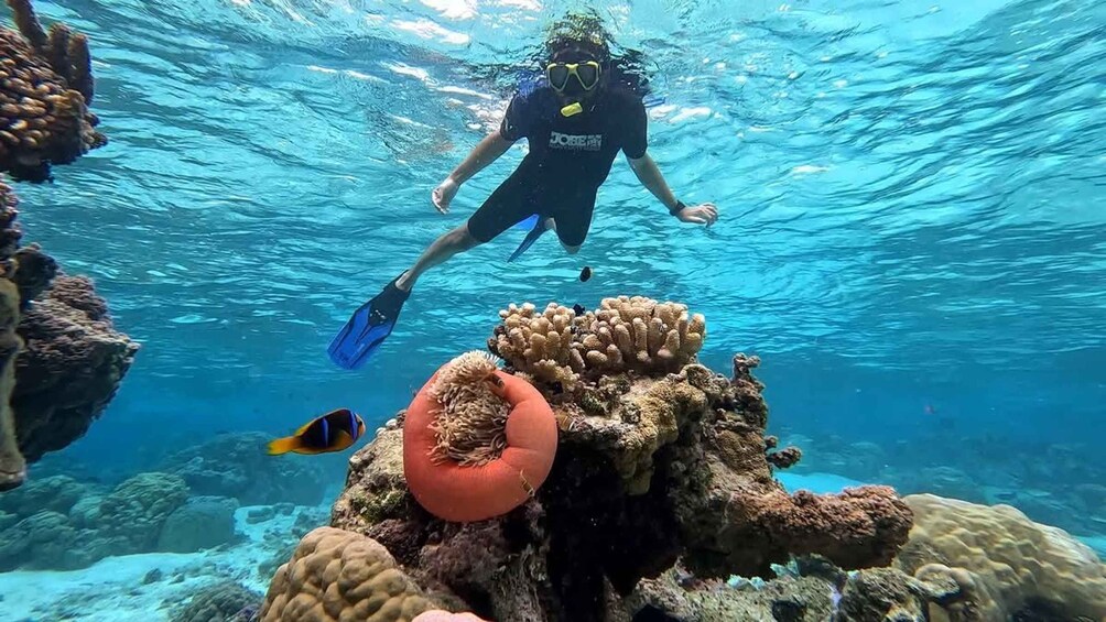 A diver exploring a coral reef with various corals and marine life. 1