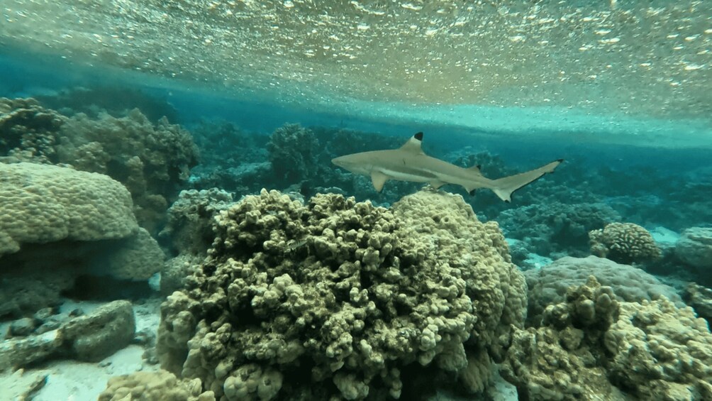 An underwater scene with a shark swimming near coral formations. 3