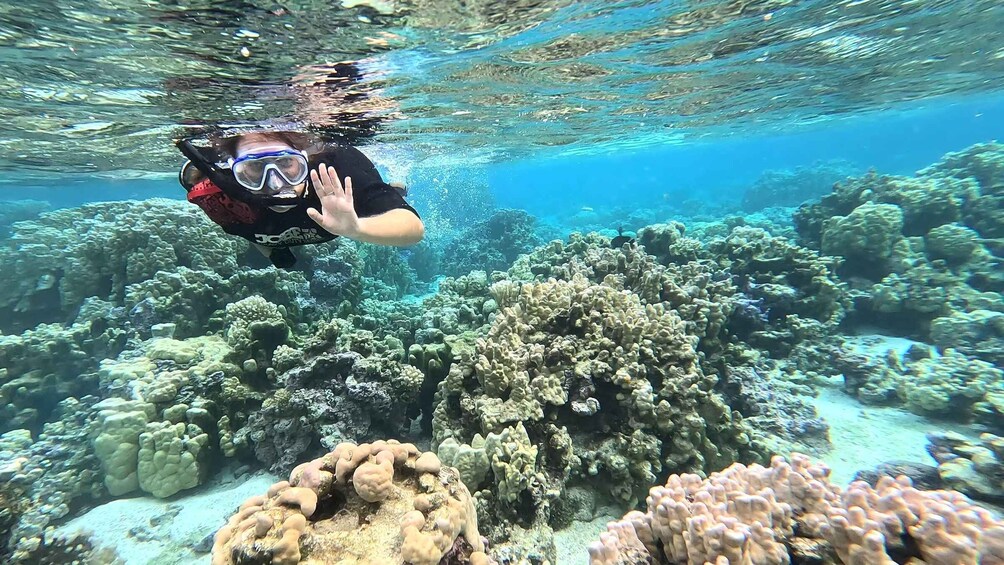 A diver exploring a vibrant coral reef with various coral formations. 5