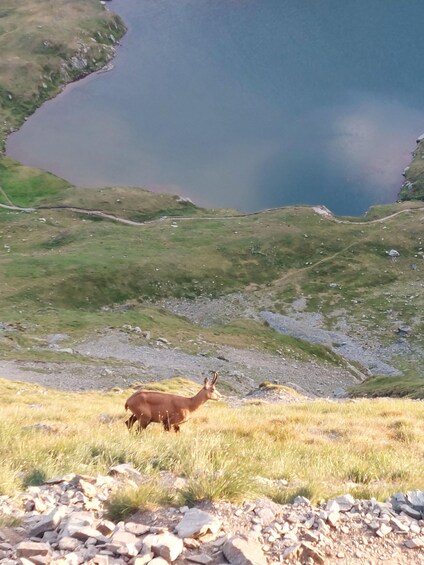 A deer on a grassy hillside with a lake in the background. 5