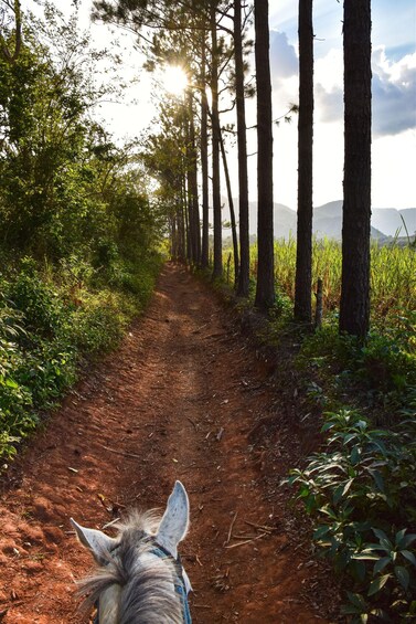 Picture 2 for Activity Eureka Springs: Sandia Mountains Guided Horseback Ride 4