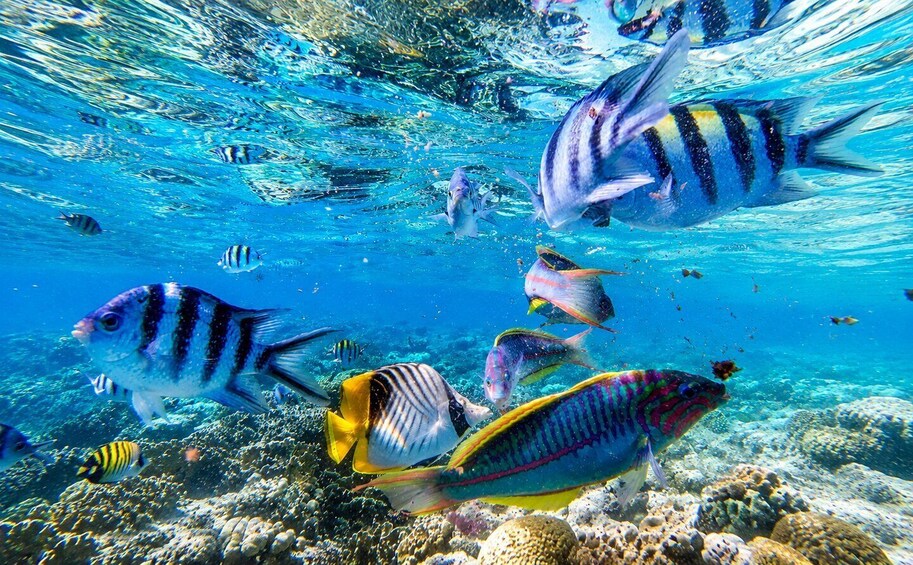 Picture 11 for Activity Mauritius: Sea Turtle Adventure and Coral Reef Discovery 2