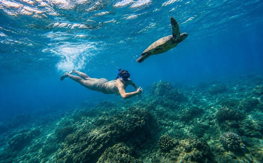 Picture 9 for Activity Mauritius: Sea Turtle Adventure and Coral Reef Discovery 4