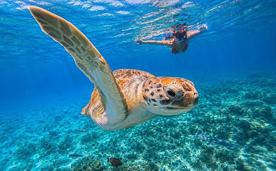 Picture 12 for Activity Mauritius: Sea Turtle Adventure and Coral Reef Discovery 5