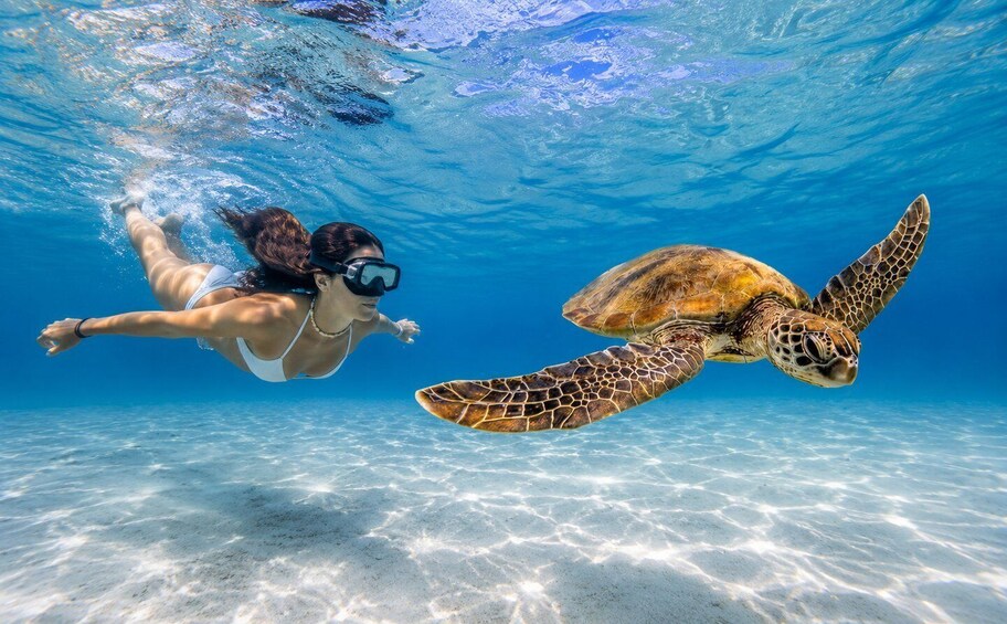 A person swimming underwater with a sea turtle. 1