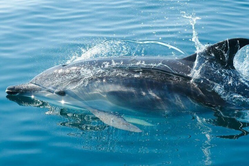 A dolphin swimming in clear blue water. 1