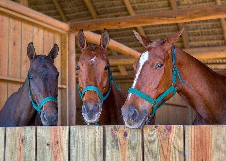 Three horses in a stable with wooden walls and a thatched roof. 5