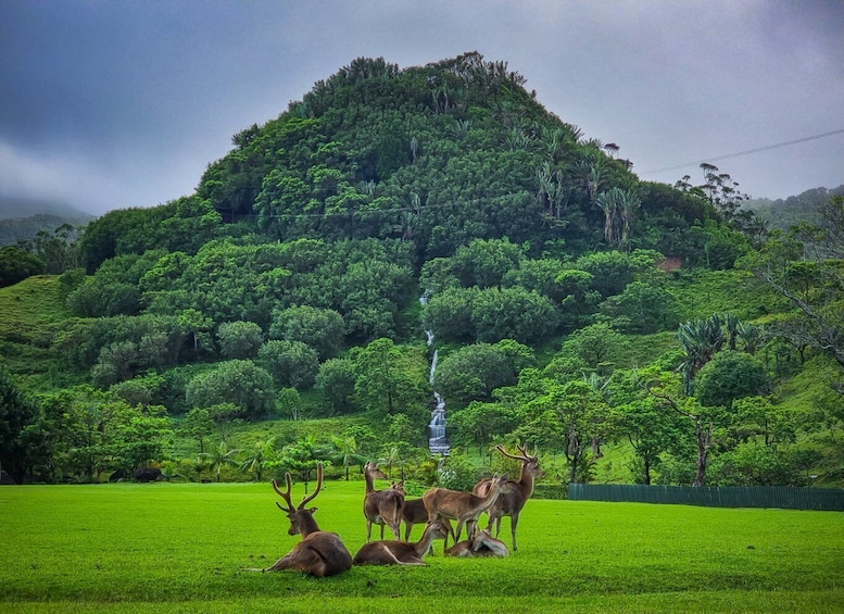 A lush green field with deer and a waterfall in the background. 4