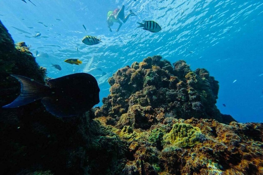 A coral reef with various fish swimming around. 4