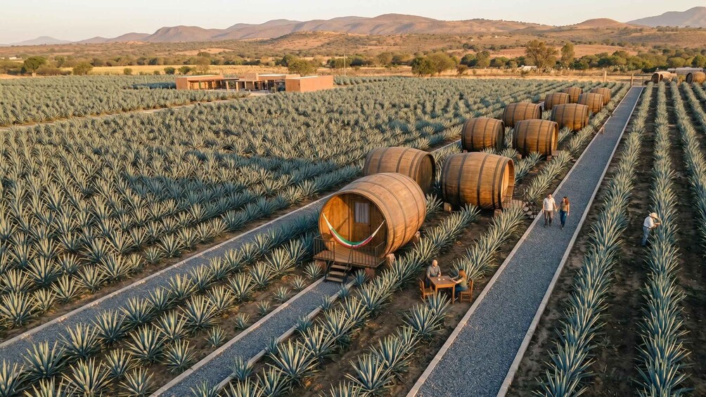 Viinitarha, jossa on riveittäin agave-kasveja ja puisia tynnyreitä. 2