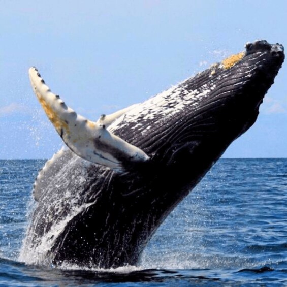 A humpback whale breaching with its pectoral fin and head visible above the water. 5