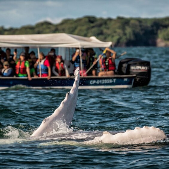 A dolphin leaping out of the water, a boat with people in the background, and a clear blue sky. 2