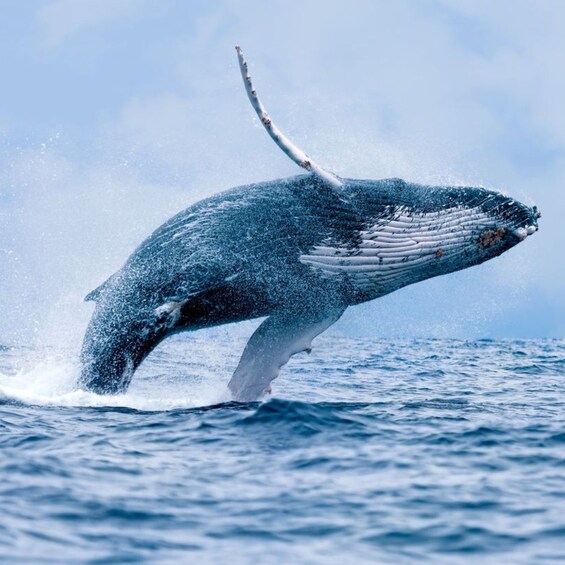 A whale breaching the water's surface. 3