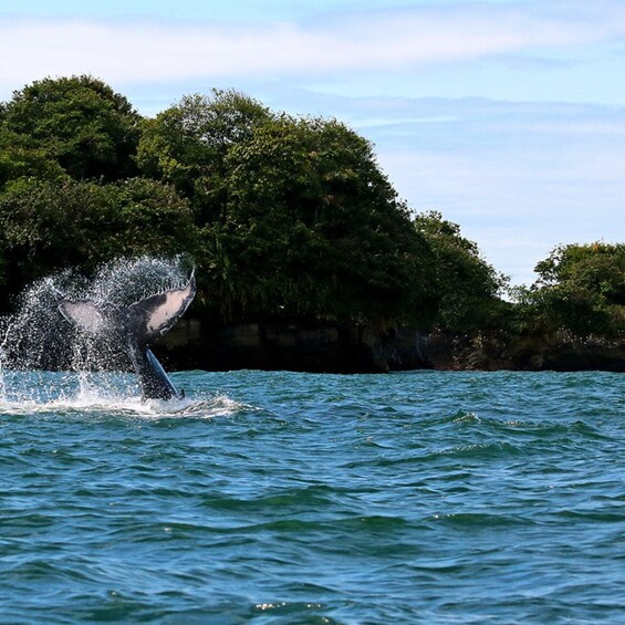 A whale breaching the water near a rocky coastline with lush greenery. 4