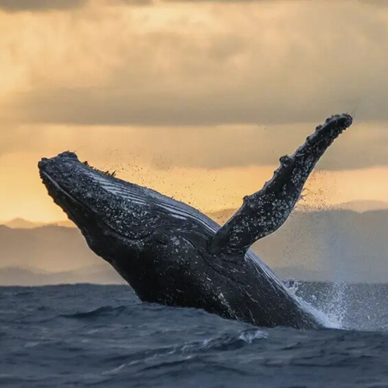 A whale breaching with water splashing around. 1
