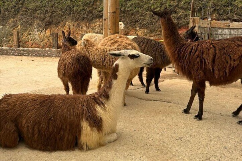 Llamas in a zoo enclosure with a dirt ground and a wooden fence. 1