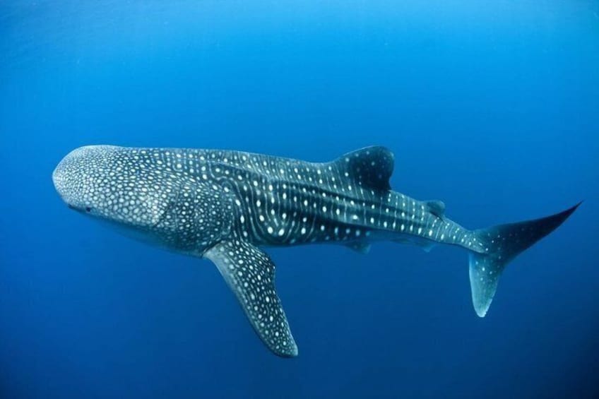 A whale shark swimming in the ocean. 1
