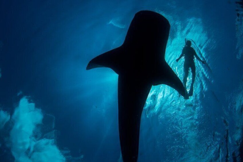 A diver in a cave with a large shark silhouette. 5