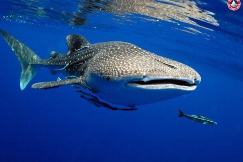 A whale shark swimming in clear blue water. 3