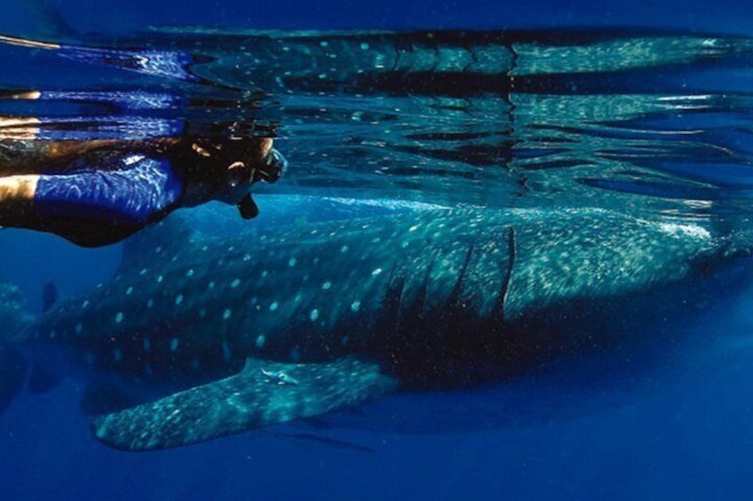 A diver swimming near a whale shark. 2
