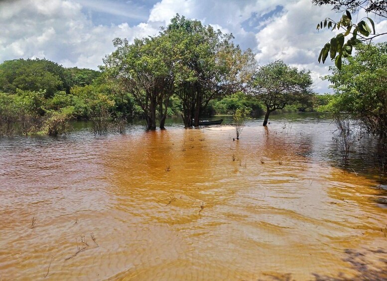 A flooded forest with trees partially submerged in water. 3
