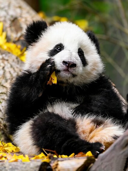 Picture 3 for Activity Dujiangyan: Panda Valley Ticket with Souvenir Charm 5
