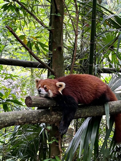 Picture 2 for Activity Dujiangyan: Panda Valley Ticket with Souvenir Charm 3