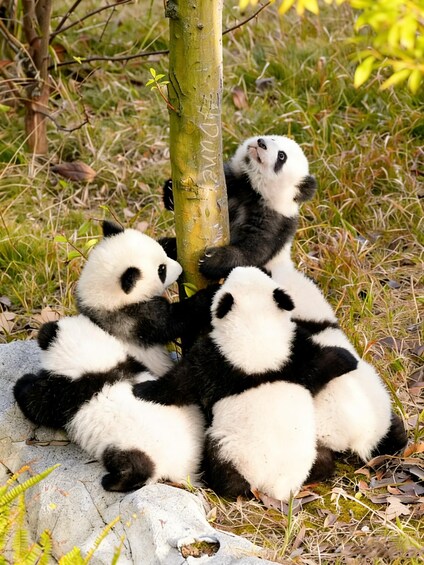 Picture 1 for Activity Dujiangyan: Panda Valley Ticket with Souvenir Charm 4