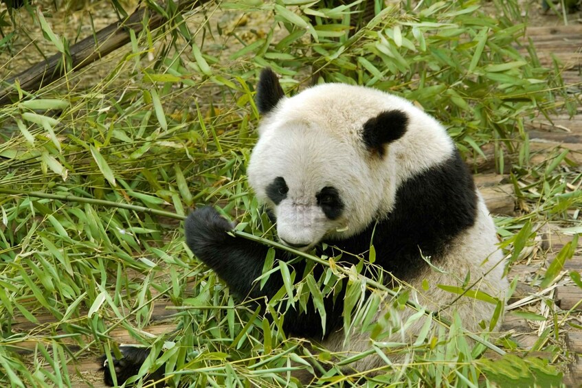 Dujiangyan: Panda Valley Ticket with Souvenir Charm 1