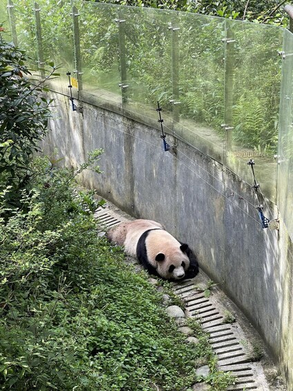 Picture 4 for Activity Dujiangyan: Panda Valley Ticket with Souvenir Charm 2