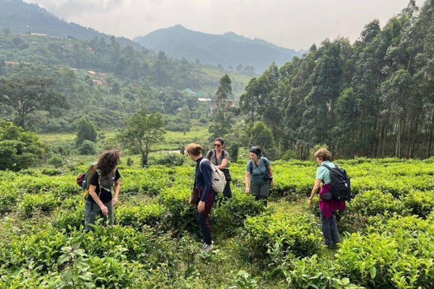 A group of people hiking in a lush, green tea plantation with mountains in the background. 2