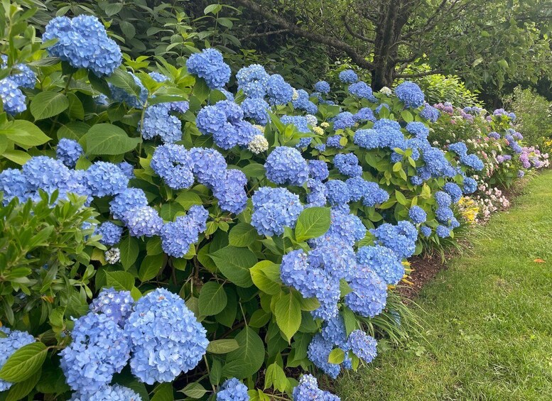 Picture 9 for Activity Martha's Vineyard: Edgartown Guided Walking Tour 4