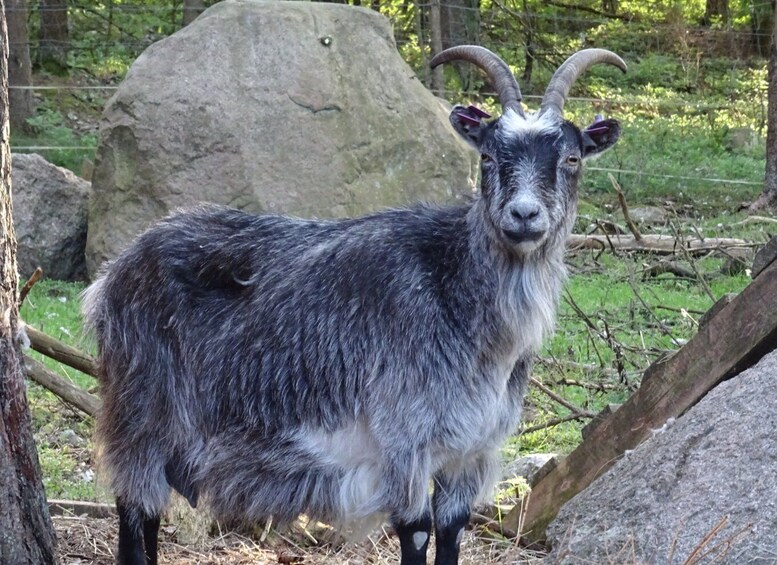 A black and white goat with curved horns standing in a wooded area with large rocks and trees. 5