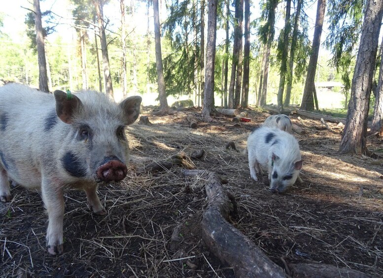 A pig and a piglet in a forested area with trees and a log on the ground. 3