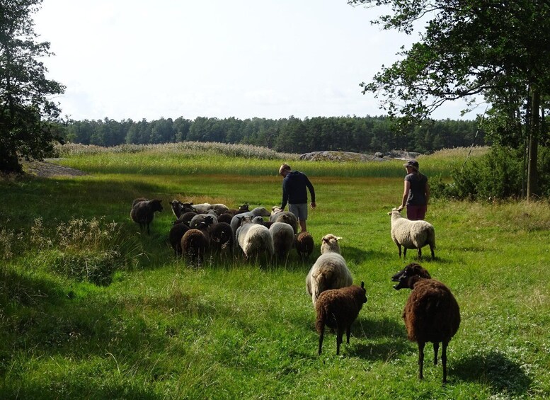 A rural landscape with a herd of sheep and two shepherds in a grassy field. 1