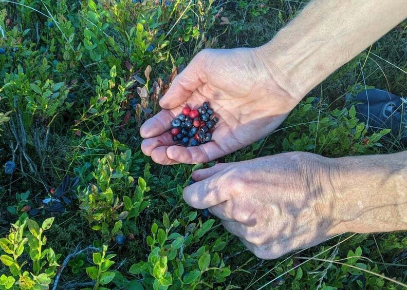 Picture 1 for Activity Auchterarder: Foraging Adventure with Fire & Coffee 2