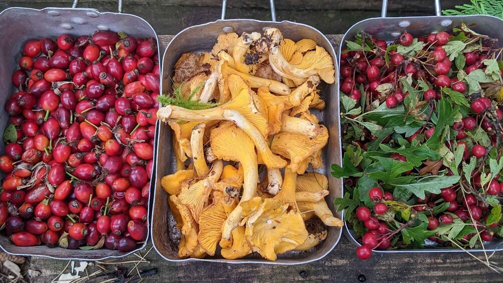Auchterarder: Foraging Adventure with Fire & Coffee 1